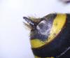 Ectemnius lapidarius